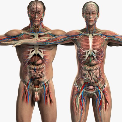 Human-Male-And-Female-Anatomy
